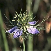 Flora in Lacona