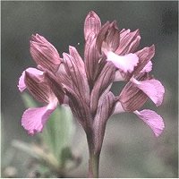Flora in Lacona